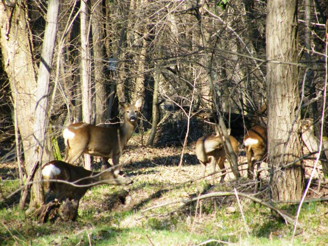 caprioli , riserva La Fagiana Parco del Ticino, lombardia